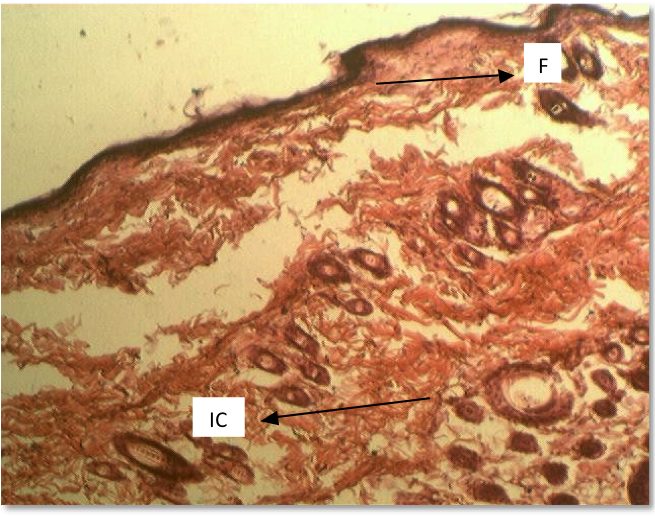 Plate 2